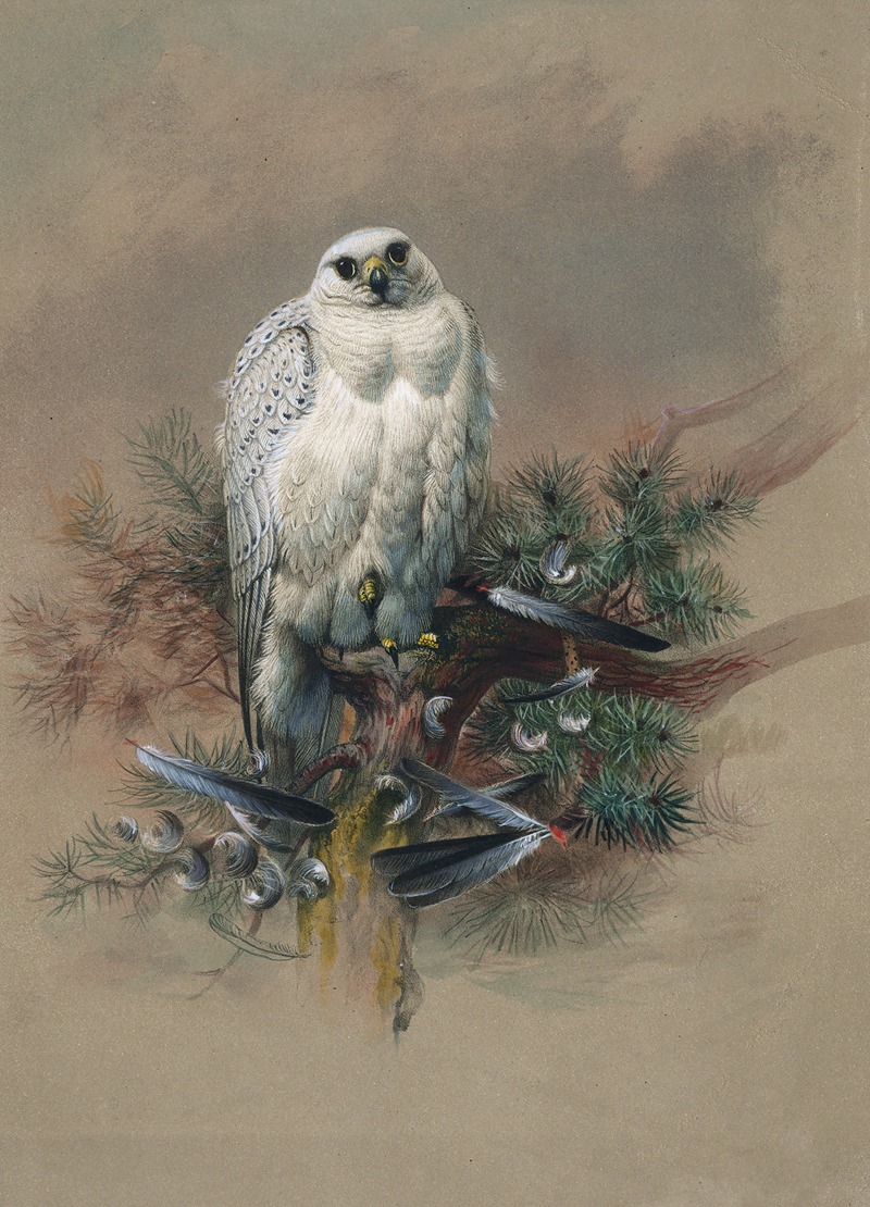 Joseph Wolf - The Greenland Falcon