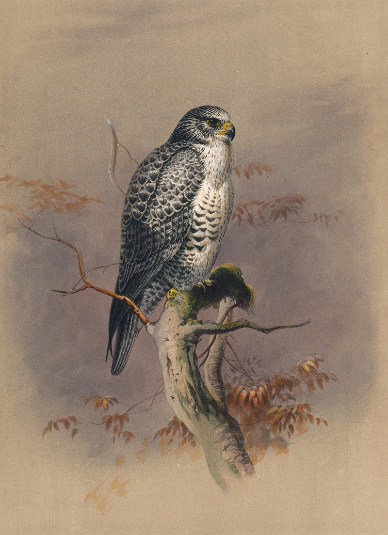 Joseph Wolf - The Iceland Falcon