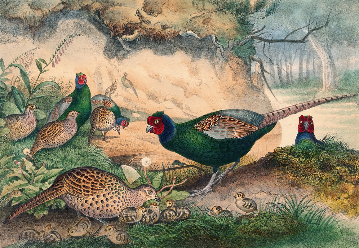 Joseph Wolf - The Japan Pheasant