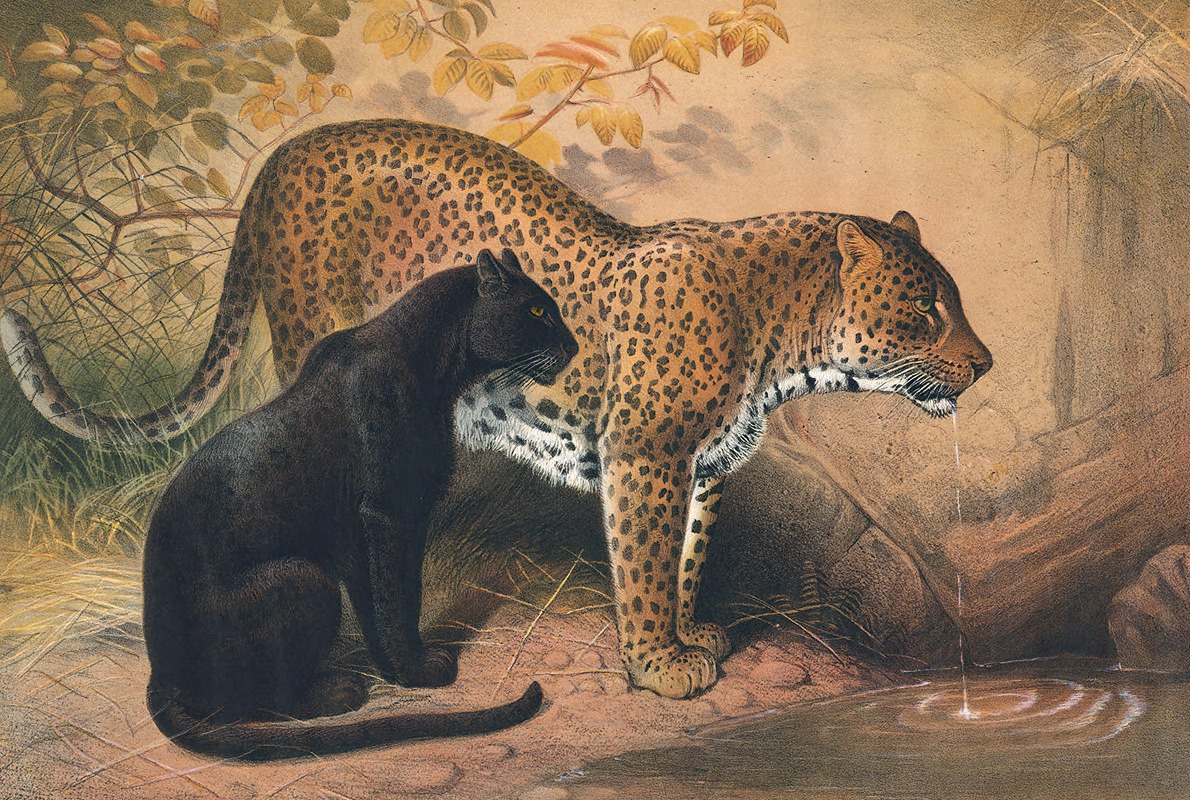 Joseph Wolf - The Leopard