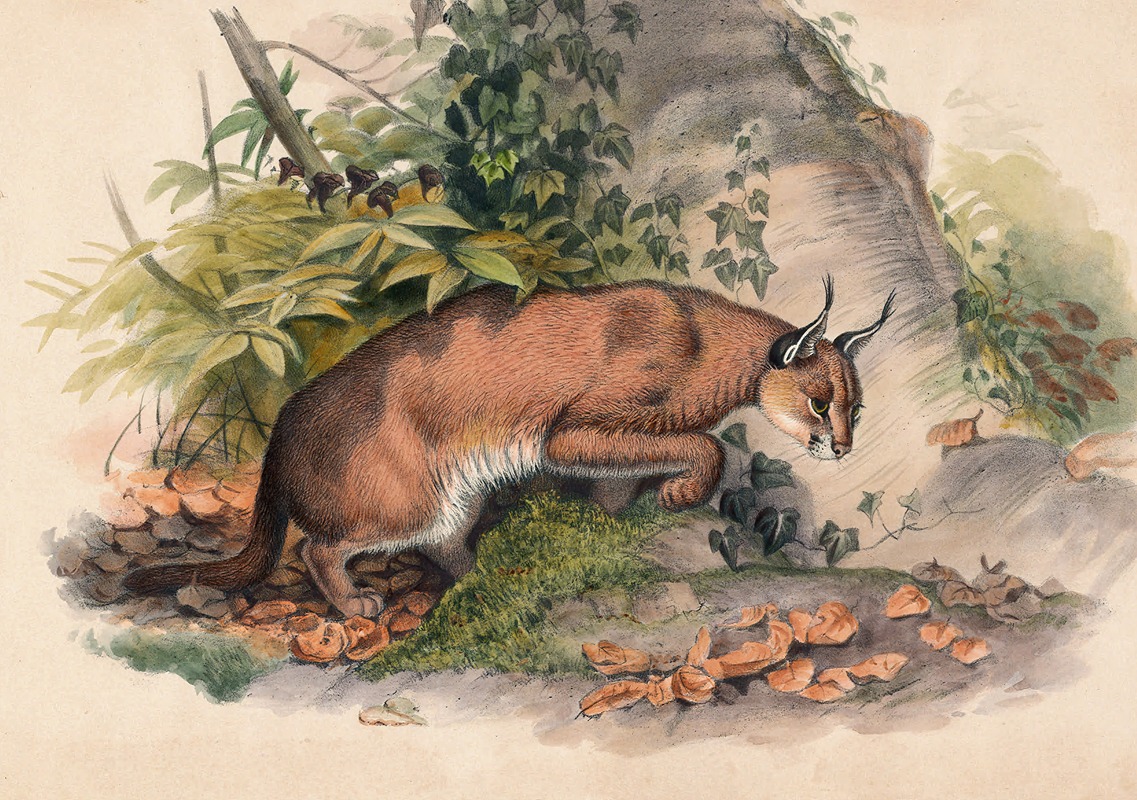 Joseph Wolf - The Red Caracal