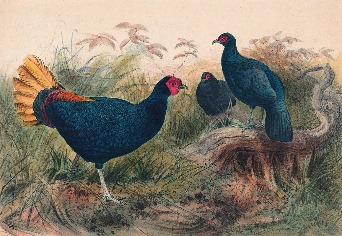 Joseph Wolf - The Rufous-Tailed Pheasant