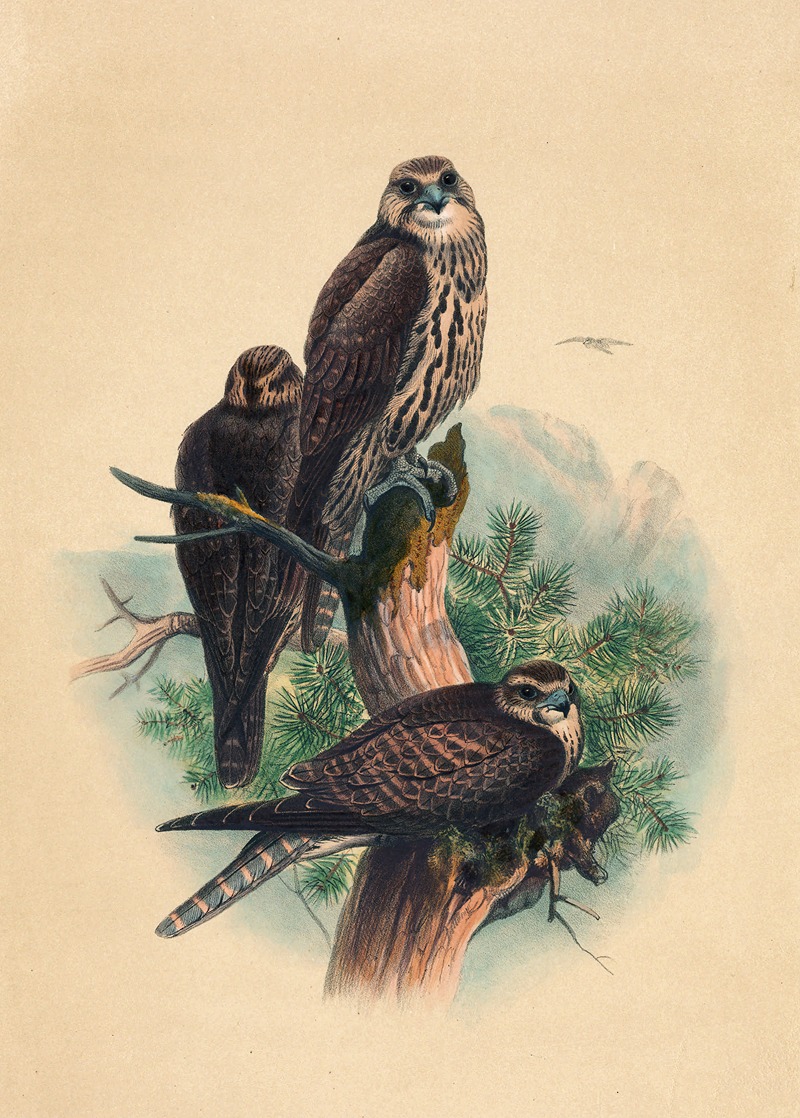 Joseph Wolf - The Saker Falcon
