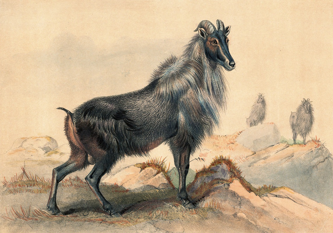 Joseph Wolf - The Thar Goat
