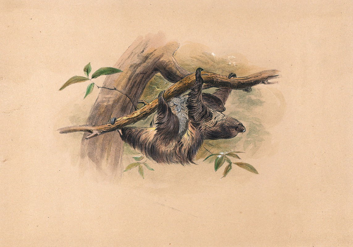 Joseph Wolf - The Three-Toed Sloth