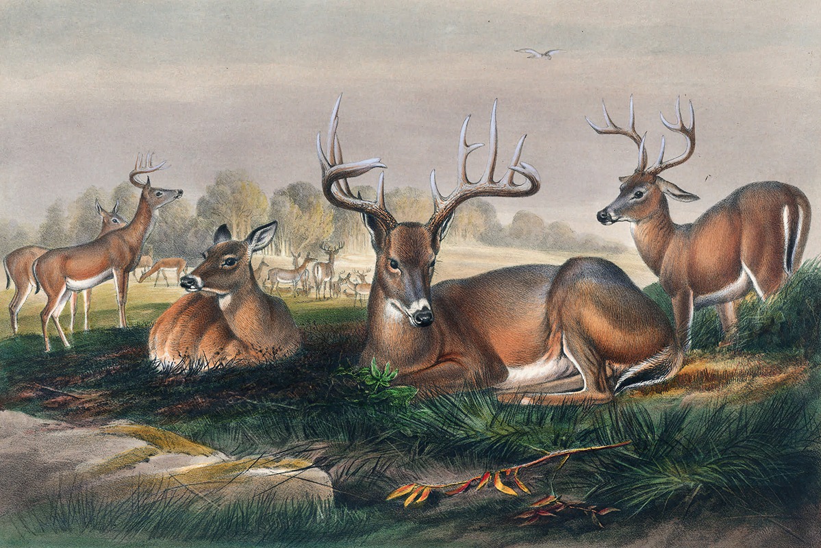 Joseph Wolf - The White-Tailed Deer