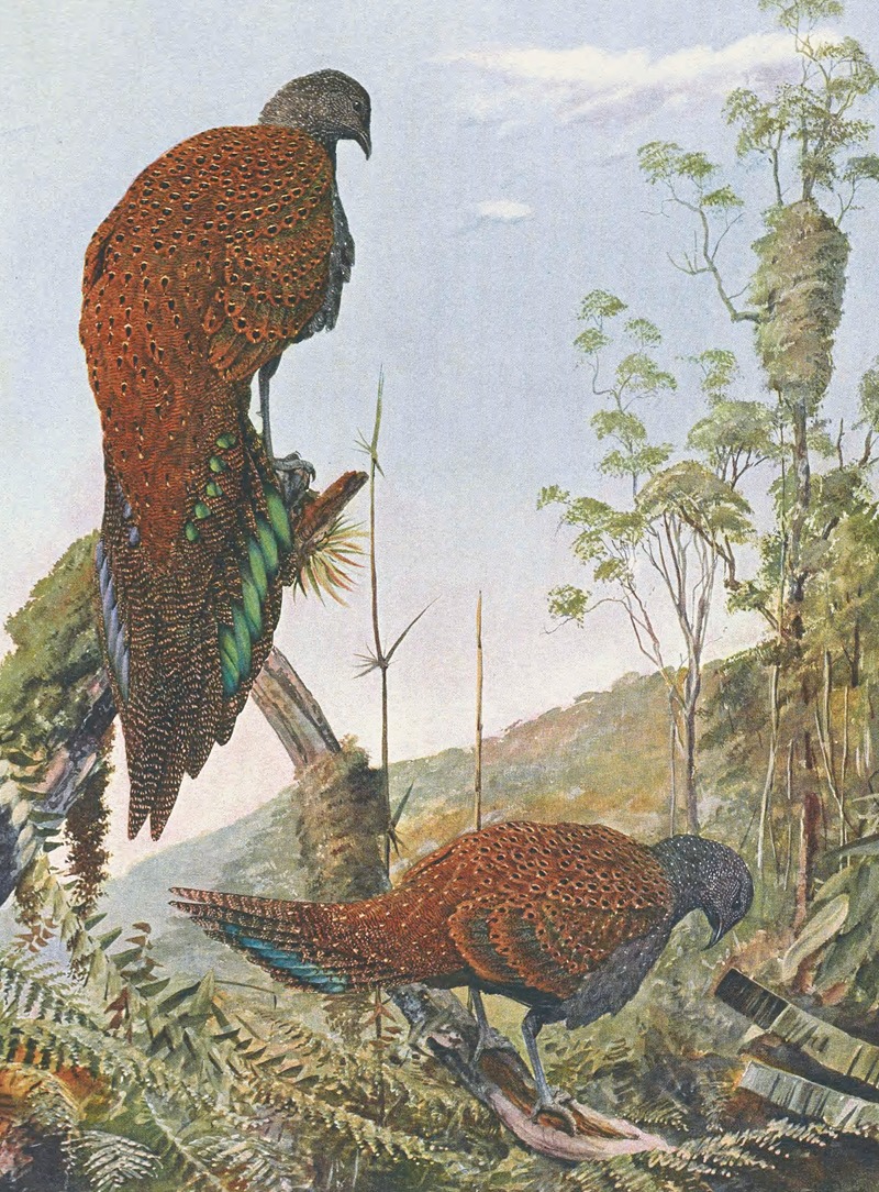 Louis Agassiz Fuertes - Malay Bronze-Tailed Peacock Pheasant