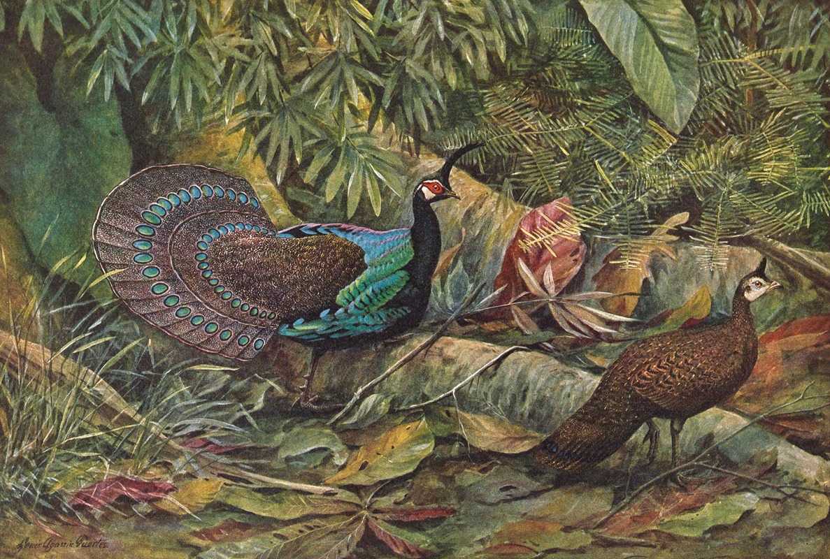 Louis Agassiz Fuertes - Palawan Peacock Pheasant