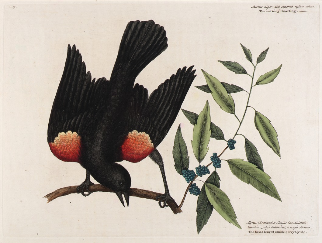 Mark Catesby - The red Wing’d Starling. The broad leaved candle-berry Myrtle.