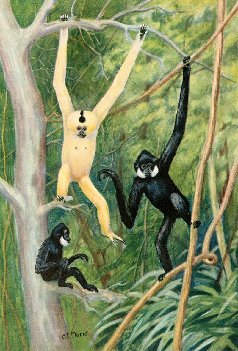 Olaus Murie - Pair Of Gibbons