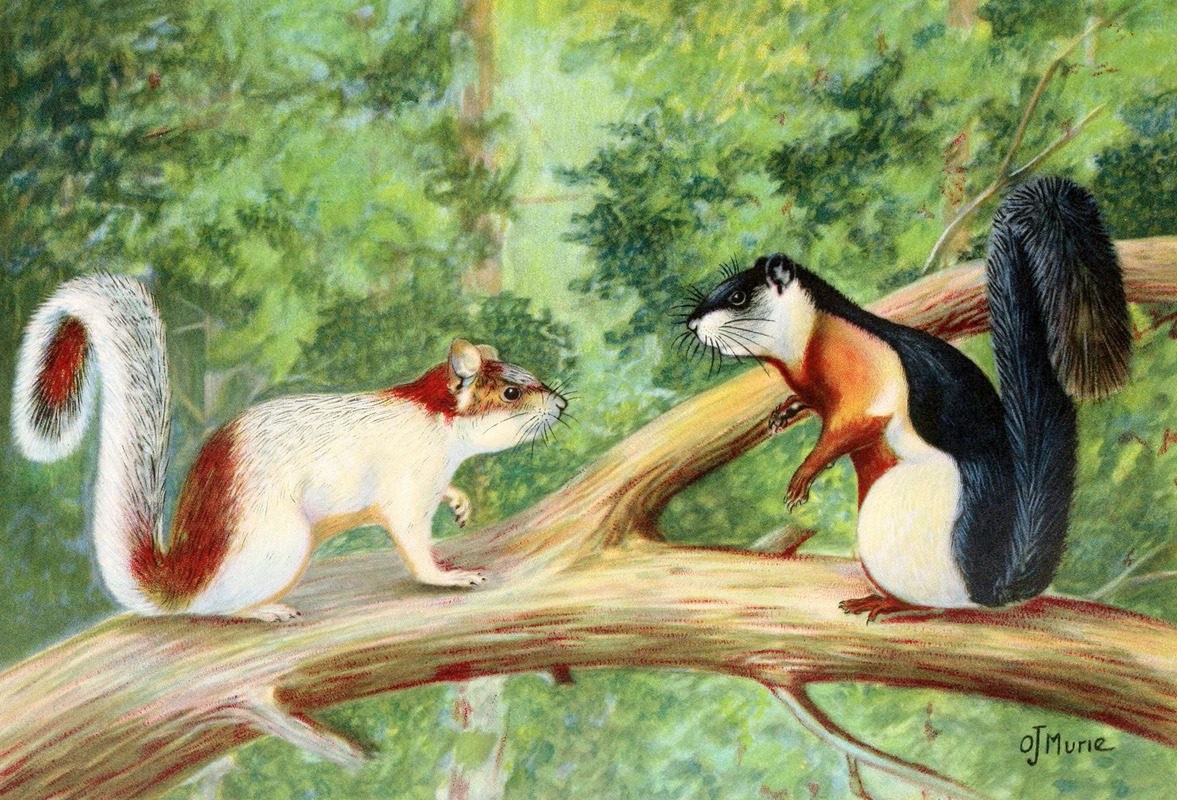Olaus Murie - Tropical Squirrels