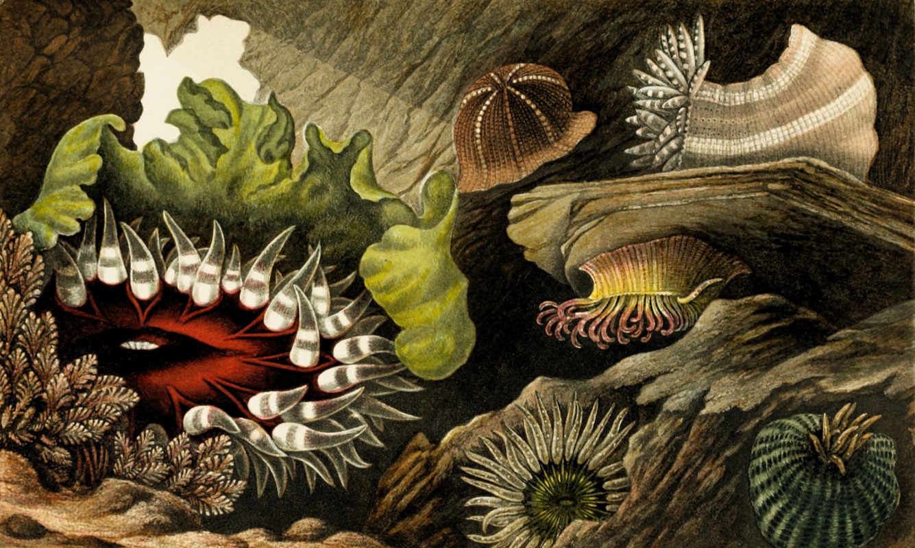 Philip Henry Gosse - Tealia crassicornis, Bunodes gemmacea, B. Ballii, B. Thallia