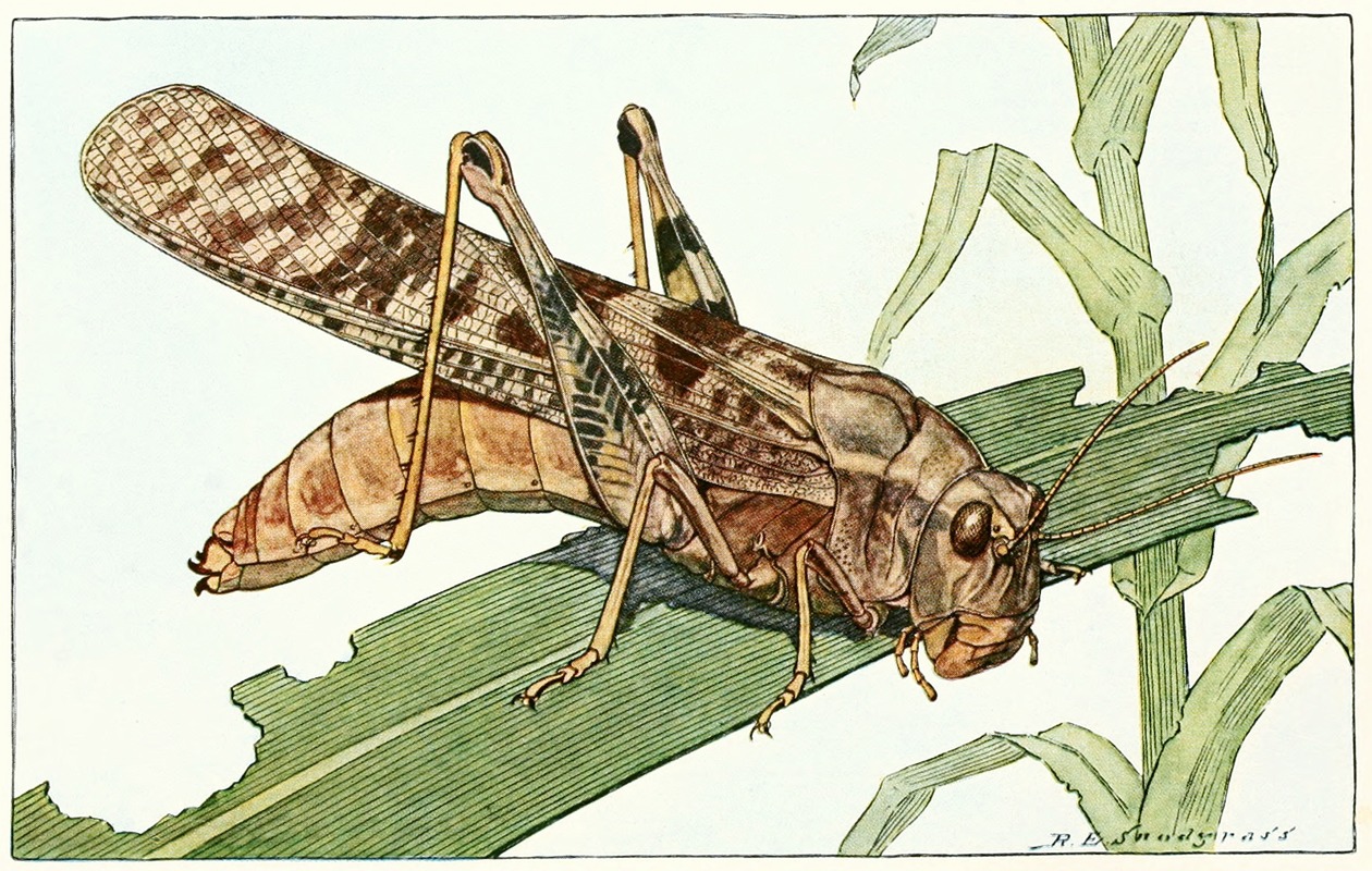 Robert Evans Snodgrass - Carolina Locust