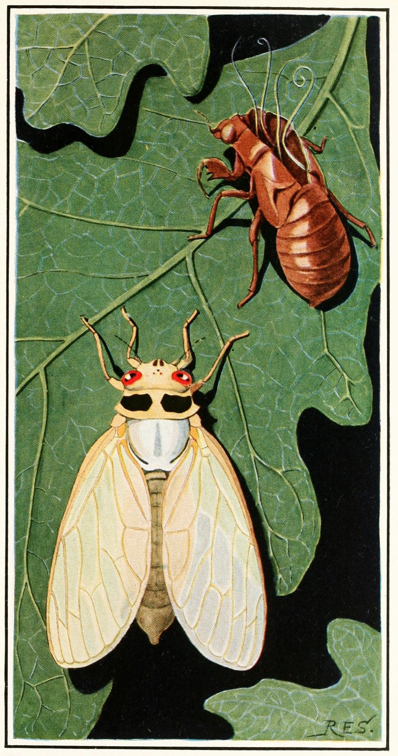 Robert Evans Snodgrass - Cicada