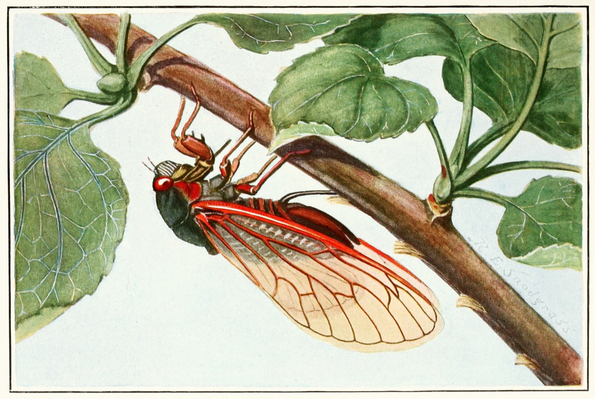 Robert Evans Snodgrass - Periodical Cicada