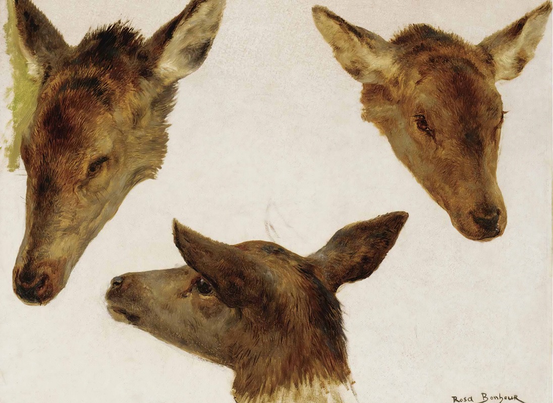 Rosa Bonheur - Study Of Deer Heads