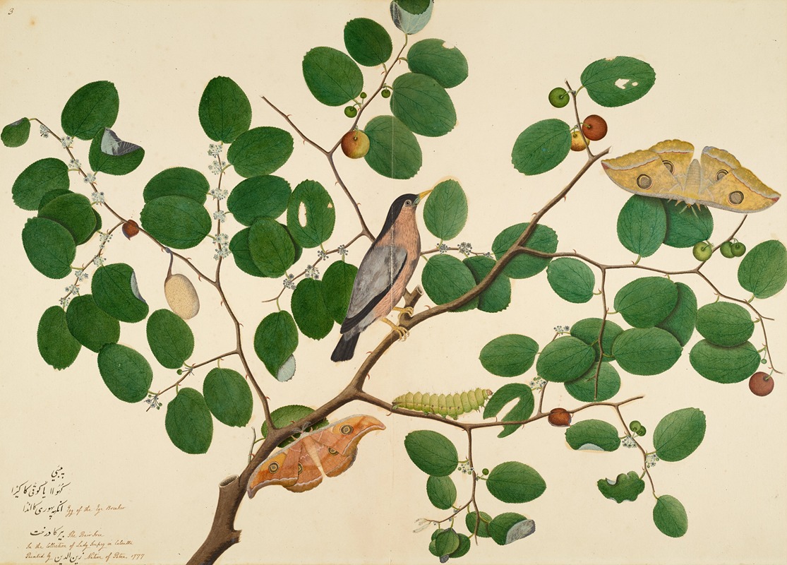 Sheikh Zain al-Din - Brahminy Starling with Two Antheraea Moths, Caterpillar, and Cocoon on Indian Jujube Tree