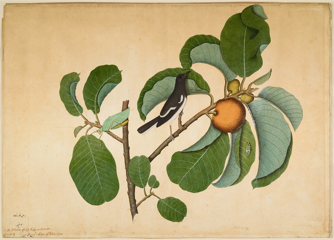 Sheikh Zain al-Din - Oriental Magpie Robin with Katydid and Leaf Hopper on Monkey Jack Branch