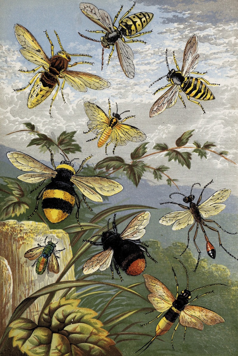William Houghton - Hymenoptera