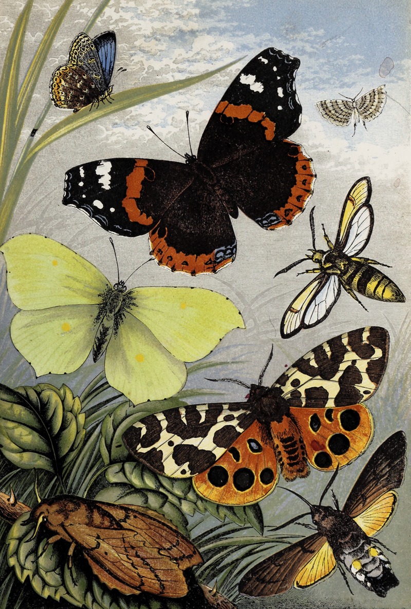 William Houghton - Lepidoptera