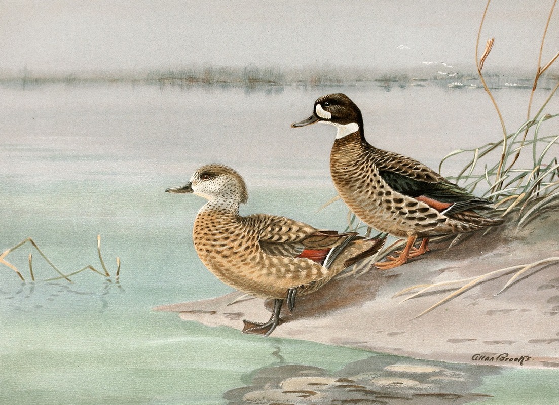 Allan Brooks - Crested Duck, Bronze-Winged Duck
