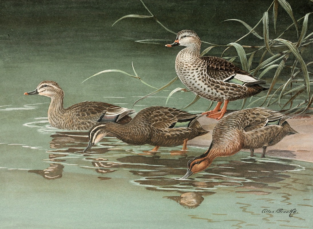Allan Brooks - Indian Spot-Bill, Eastern Spot-Billed Duck