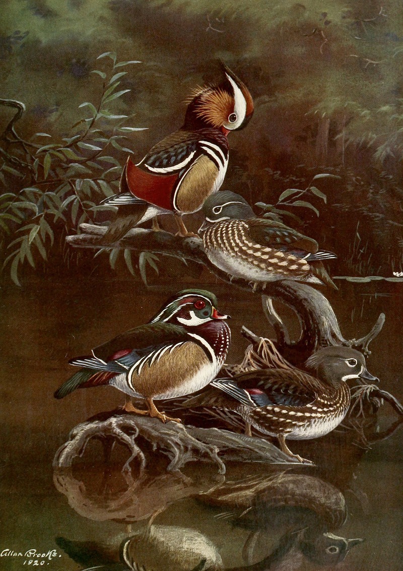 Allan Brooks - Mandarin Duck,Carolina Duck