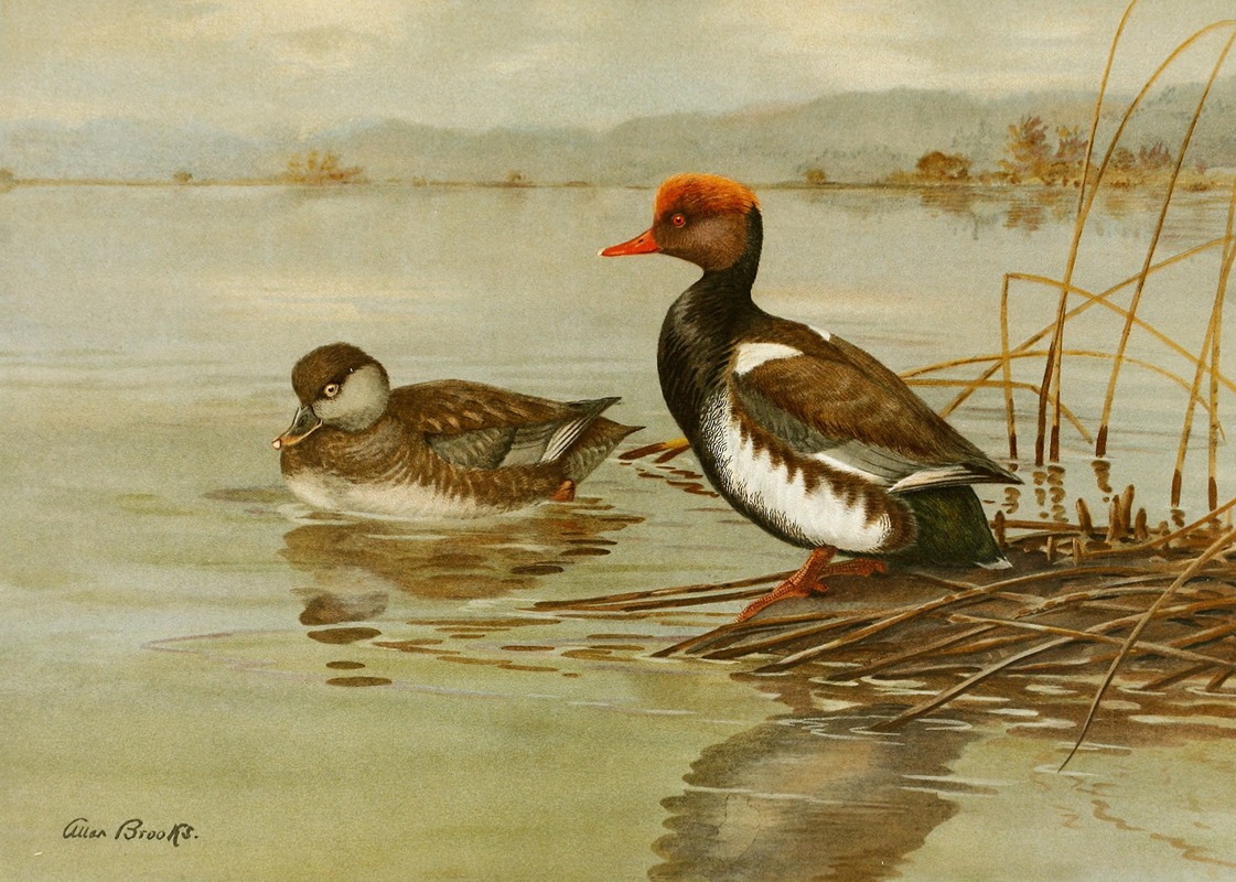 Allan Brooks - Red-Crested Pochard