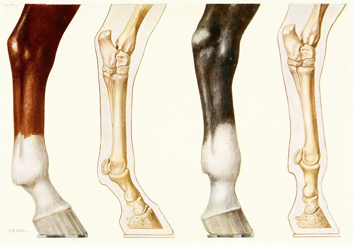 Amedeo John Engel Terzi - The Fetlock, Normal And Overshot