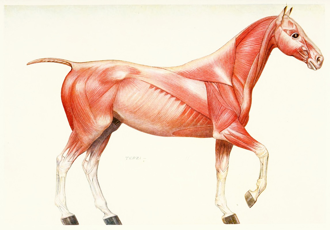 Amedeo John Engel Terzi - The Muscular System of the Horse