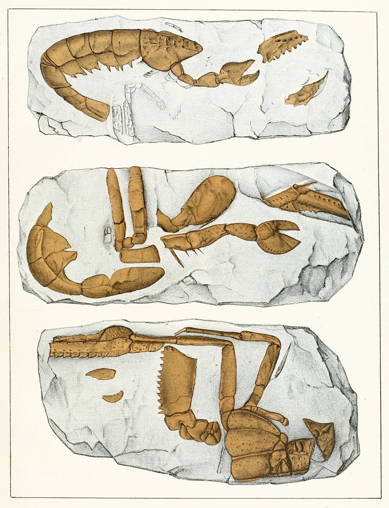 Antonín Frič - Die crustaceen der böhmischen kreideformation Pl. 7