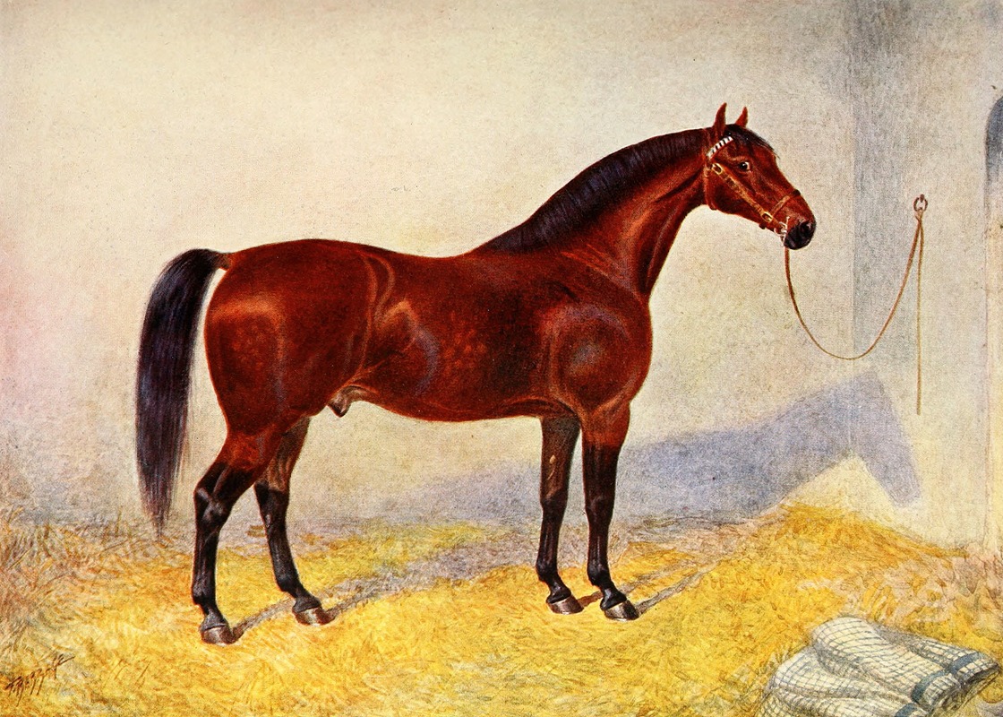Frank Babbage - Cleveland Bay Stallion, Sultan