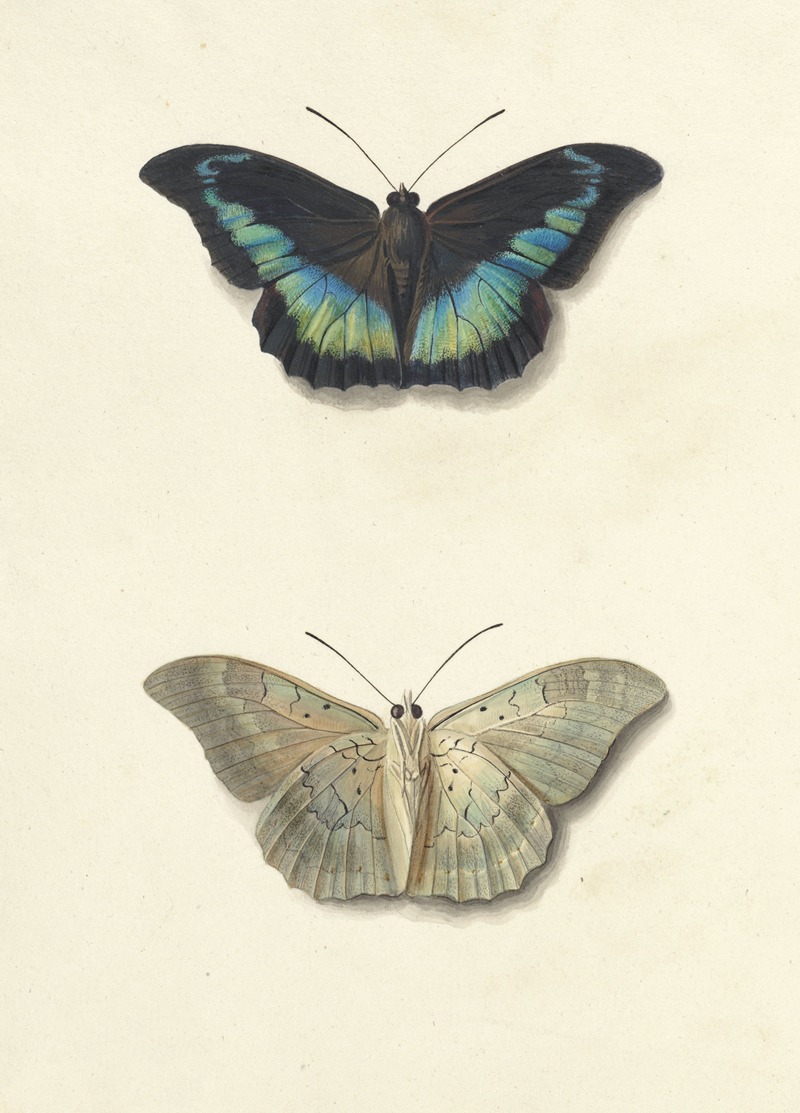 Georgius Jacobus Johannes van Os - Boven- en onderaanzicht van een vlinder
