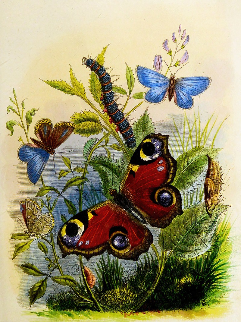 Henry Noel Humphreys - The Butterfly Vivarium or Insect home Pl 1