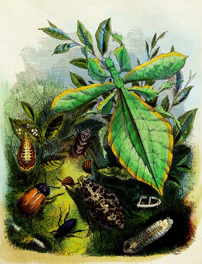 Henry Noel Humphreys - The Butterfly Vivarium or Insect home Pl 6