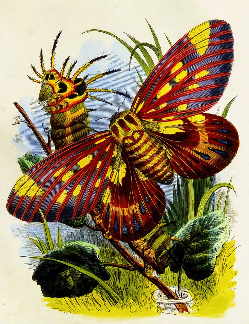 Henry Noel Humphreys - The Butterfly Vivarium or Insect home Pl 7