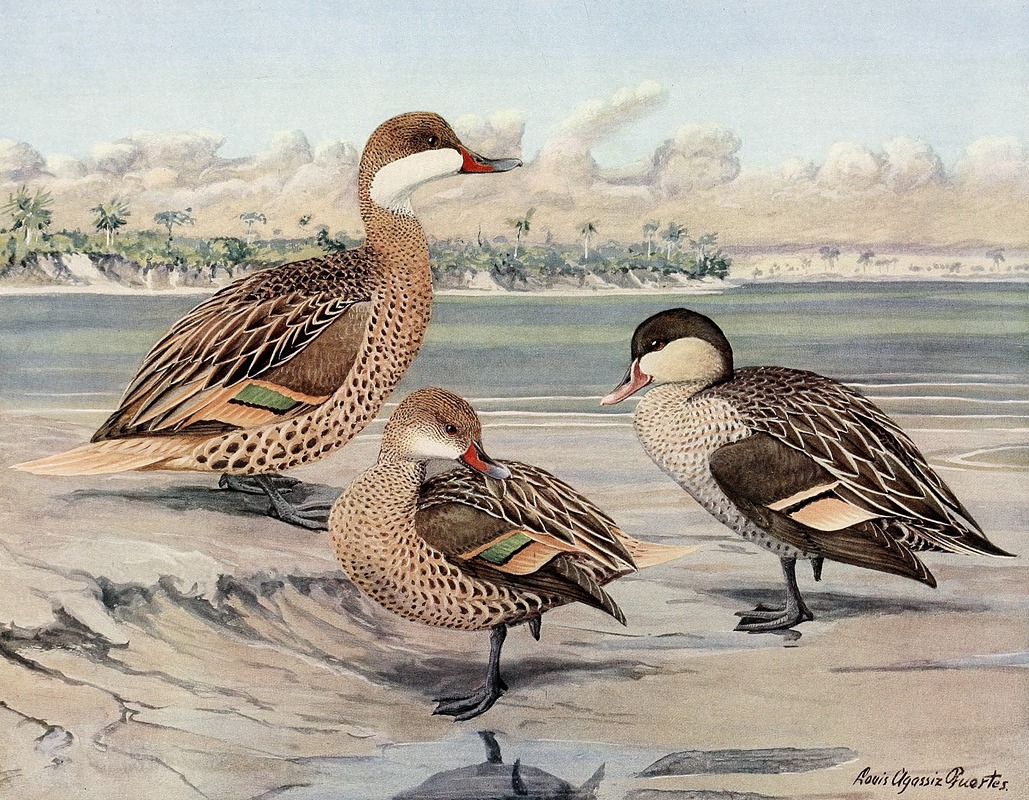 Louis Agassiz Fuertes - Bahama Duck, Galapagos Island Duck, African Red-Billed Duck