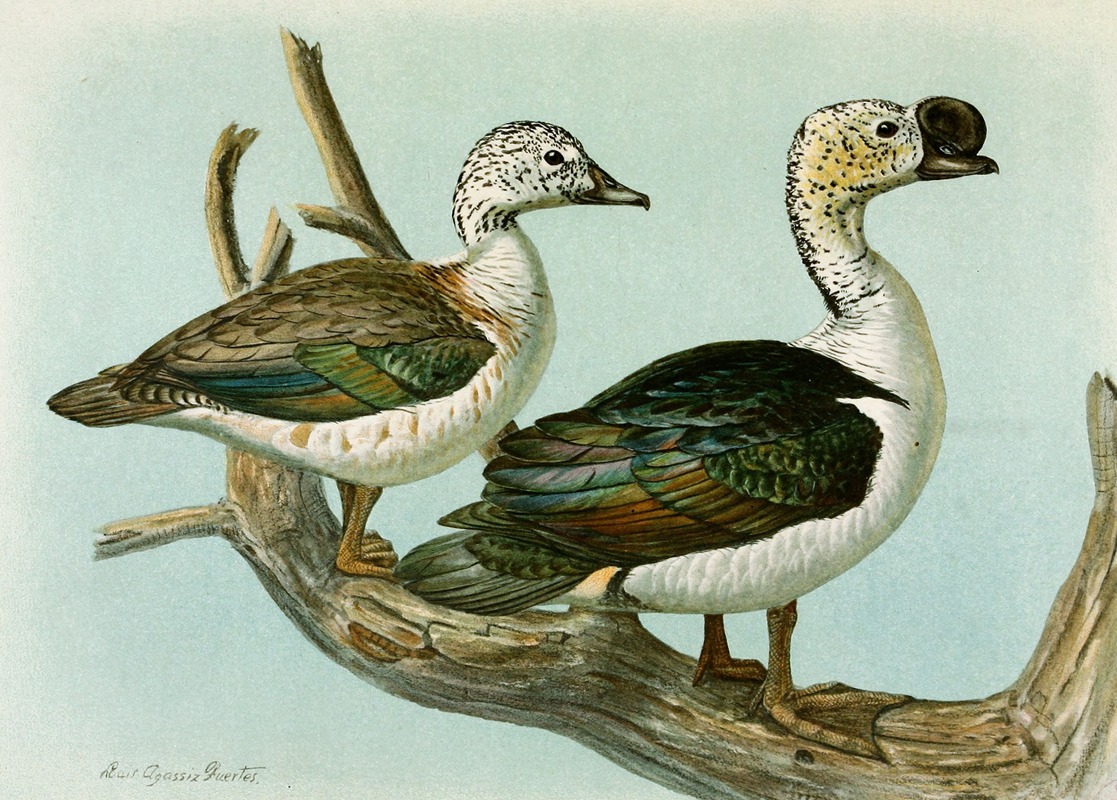 Louis Agassiz Fuertes - Comb or Knob-Billed Duck