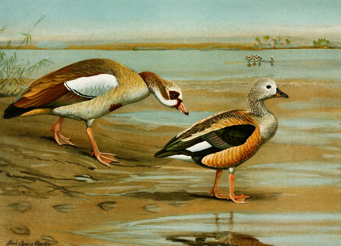 Louis Agassiz Fuertes - Egyptian Goose, Orinoco Goose