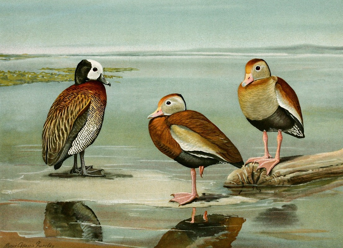 Louis Agassiz Fuertes - White-Faced Tree Duck, Black-Bellied Tree Duck, Gray-Breasted Tree Duck