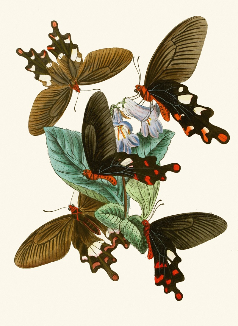 John Obadiah Westwood - The cabinet of oriental entomology Pl I