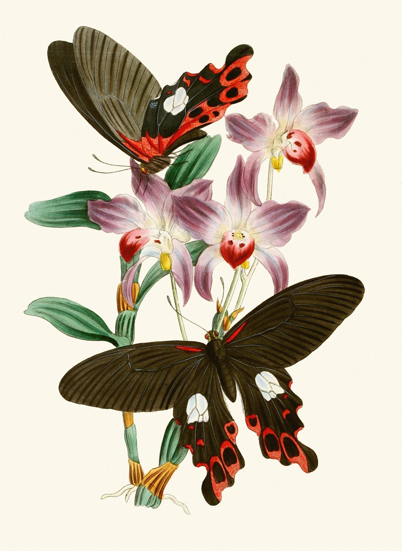 John Obadiah Westwood - The cabinet of oriental entomology Pl III