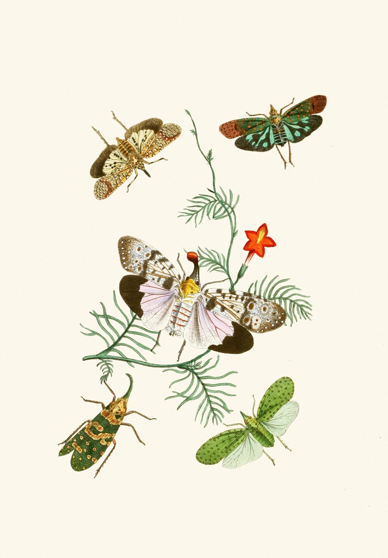 John Obadiah Westwood - The cabinet of oriental entomology Pl IV