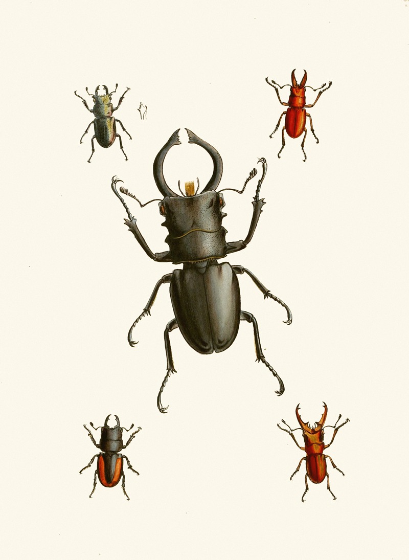 John Obadiah Westwood - The cabinet of oriental entomology Pl IX