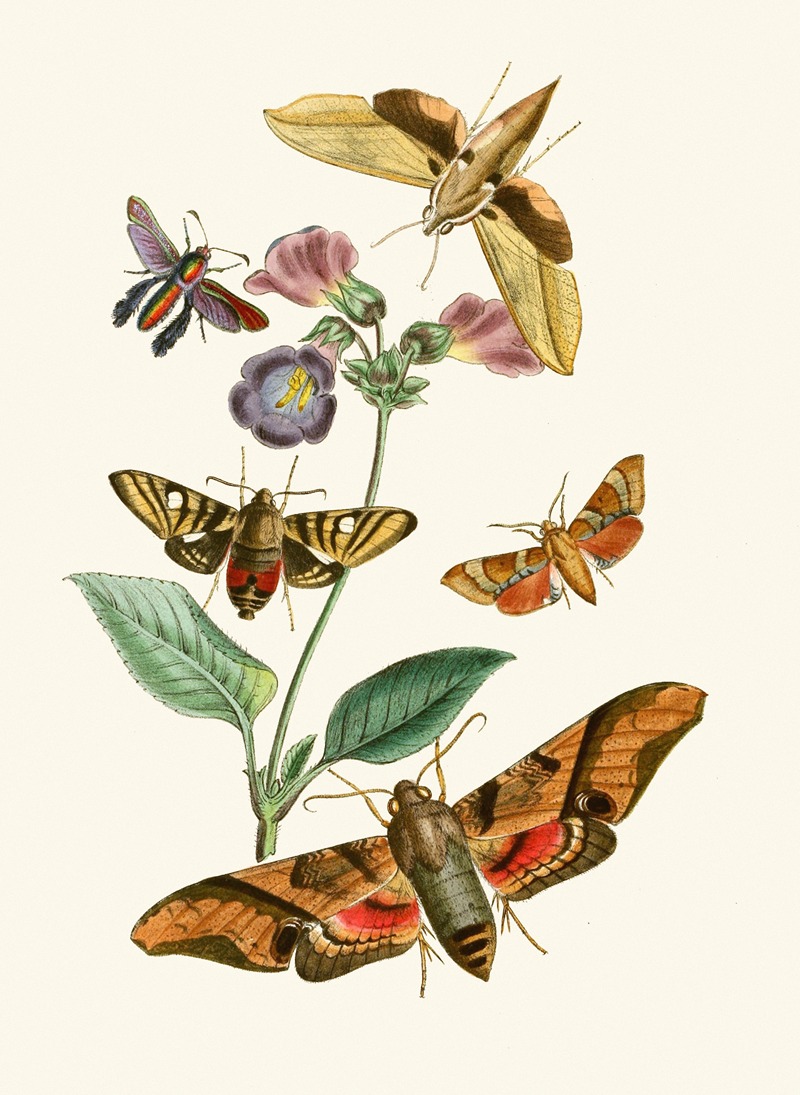 John Obadiah Westwood - The cabinet of oriental entomology Pl VII