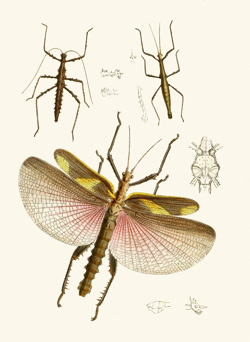 John Obadiah Westwood - The cabinet of oriental entomology Pl VIII