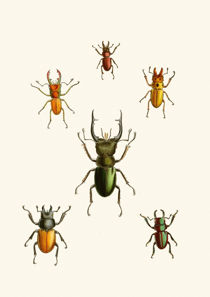 John Obadiah Westwood - The cabinet of oriental entomology Pl XI