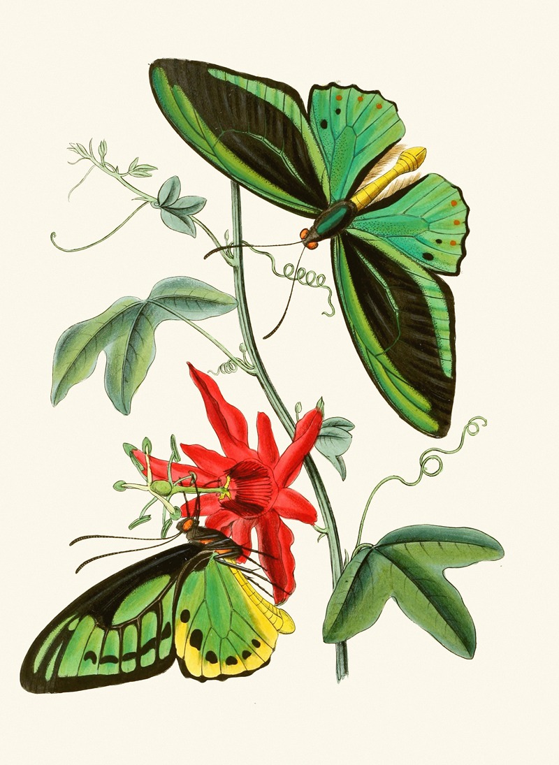 The cabinet of oriental entomology Pl XII by John Obadiah Westwood - Artvee