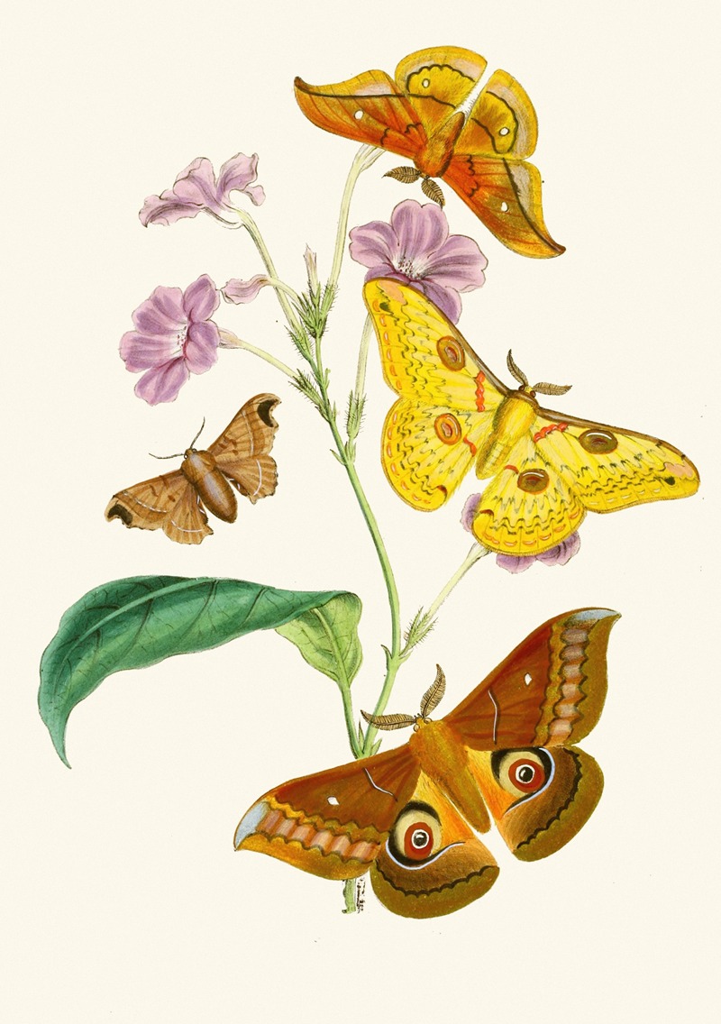 John Obadiah Westwood - The cabinet of oriental entomology Pl XIII