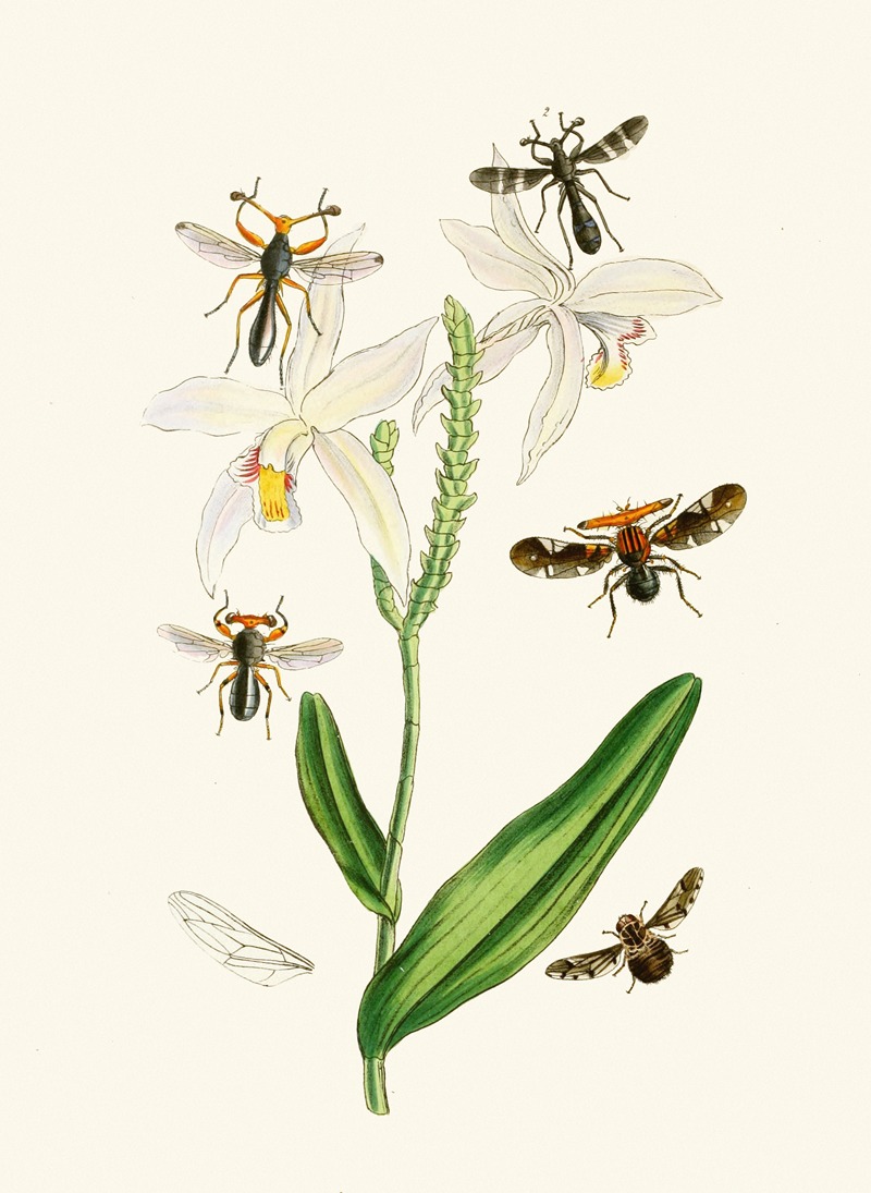 John Obadiah Westwood - The cabinet of oriental entomology Pl XIX